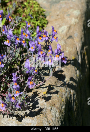 Androsace hedreantha, Primulaceae (alias Aretia brutia, Aretia hedraeantha e Primula hedreantha) Foto Stock