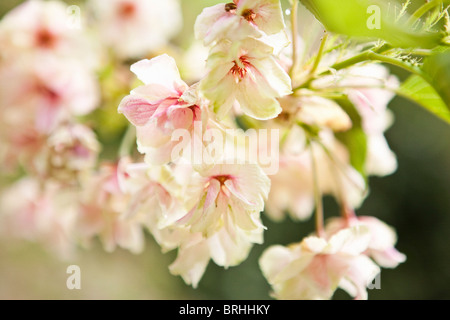 Close-up di fiori di ciliegio, Kyoto, la regione di Kansai, Honshu, Giappone Foto Stock