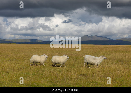 Tre pecore in esecuzione in Prato, Vik, Sud Islanda Islanda Foto Stock