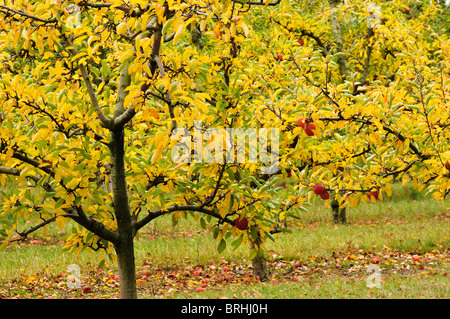 Alberi di mele in autunno, Hawke's Bay, Isola del nord, Nuova Zelanda Foto Stock