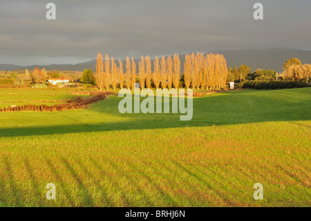 Terreni agricoli, vicino a te vomitare, Baia di Planty, Isola del nord, Nuova Zelanda Foto Stock