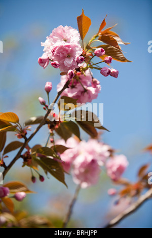 Fiore di Ciliegio, Tokyo, Regione di Kanto, Honshu, Giappone Foto Stock