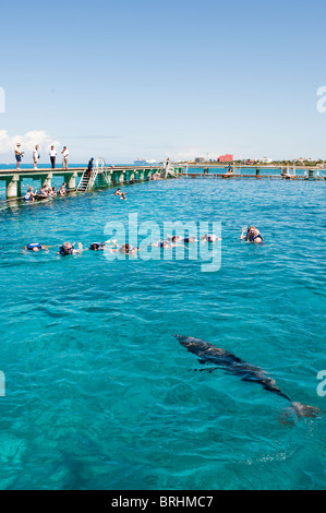 Messico, Cozumel. Dolphin Discovery a Chankanaab Park, Isla de Cozumel (Isola di Cozumel). Foto Stock