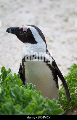 Africano o Jackass Penguin (Spheniscus demersus) Foto Stock