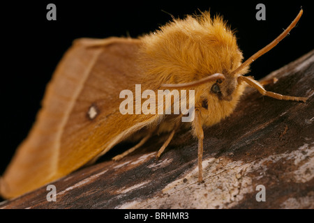 Oak Eggar, Lasiocampa qyercus moth Foto Stock