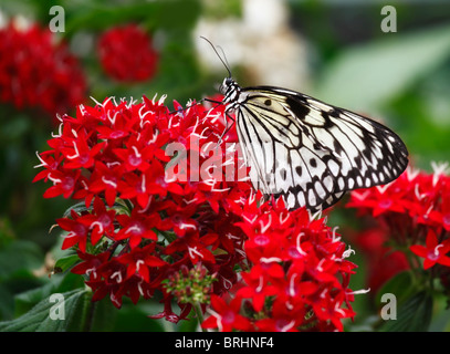 A selettivamente concentrati, chiudere l immagine di un aquilone di carta o carta di riso butterfly (Idea leuconoe) seduto su fiori di colore rosso Foto Stock