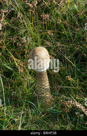 Macrolepiota procera (parasol fungo) corpi fruttiferi su Il Pembrokeshire Coast che mostra l'associazione con Heather Foto Stock