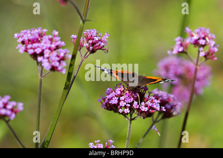 Red Admiral butterfly (Vanessa Atalanta) alimentazione su Verbena bonariensis fiore in autunno nel Regno Unito Foto Stock