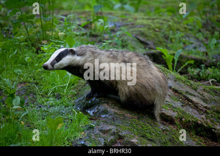 Europea (Badger Meles meles) sulla roccia nella foresta, Svezia Foto Stock