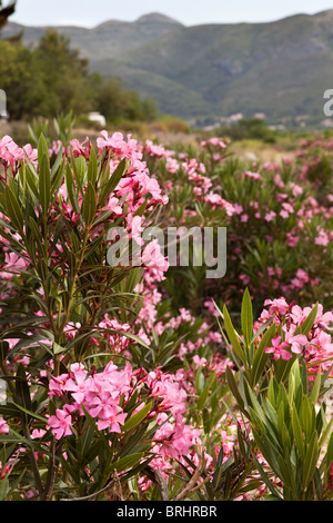Campagna spagnola vista con oleandri piante in fiore nei pressi di Llíber, Costa Blanca, Spagna Foto Stock