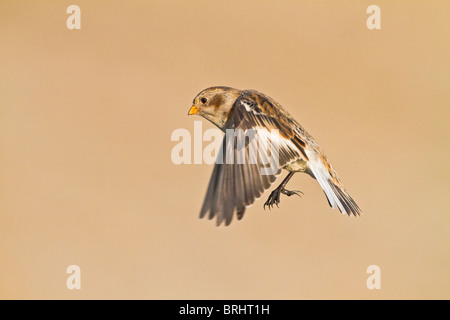 Snow Bunting ( Plectrophenax nivalis ) in volo Foto Stock