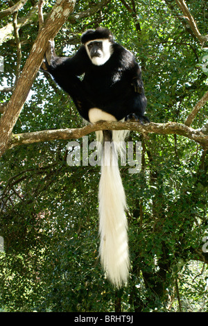 Est in bianco e nero Colobus Monkey seduta nella struttura ad albero, Kenya Foto Stock