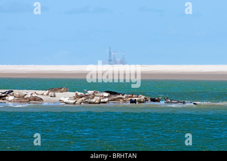 Porto / guarnizioni comune (Phoca vitulina) a prendere il sole sul sandbank con oil rig in background, Texel, Paesi Bassi Foto Stock