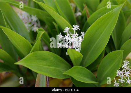 Falso Il giglio della valle, Speirantha gardeni, Ruscaceae (Convallariaceae), Cina. Impianto Monotypic (tutti da solo nel suo genere). Foto Stock