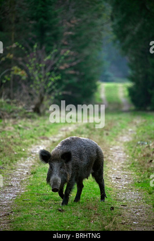 Il cinghiale (Sus scrofa) sul percorso / fire lane / parafuoco nella foresta, Germania Foto Stock