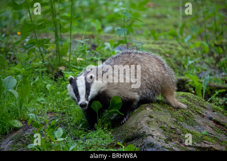 Europea (Badger Meles meles) sulla roccia nella foresta, Svezia Foto Stock