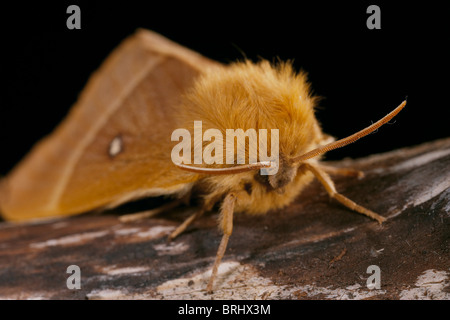 Oak Eggar, Lasiocampa qyercus moth Foto Stock