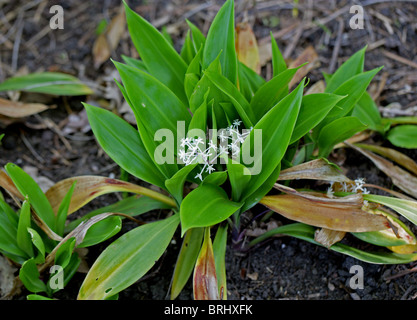 Falso Il giglio della valle, Speirantha gardeni, Ruscaceae (Convallariaceae), Cina. Impianto Monotypic (tutti da solo nel suo genere). Foto Stock