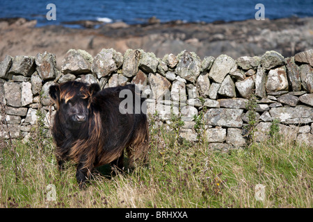 Baby Highland mucca, Isle of Harris, Ebridi Esterne, Scozia Foto Stock