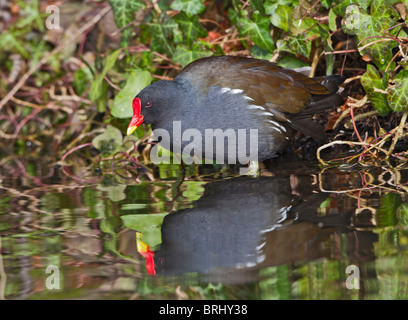 Moorhen ( Gallinula chloropus ) sulla banca che mostra la riflessione Foto Stock