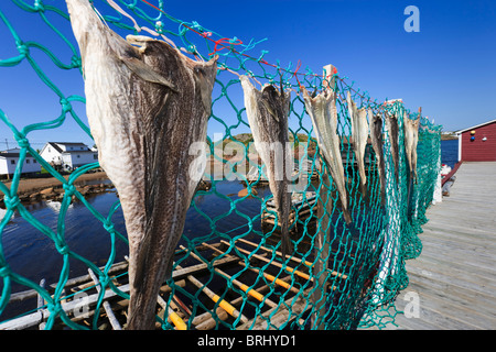 Filetti di pesci essiccazione su reti in Durrell, Terranova, Canada Foto Stock