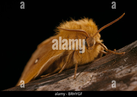 Oak Eggar, Lasiocampa qyercus moth Foto Stock