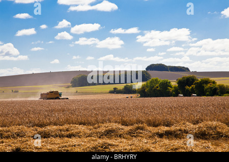 Fienagione in campi nei pressi Roundway Down, Wiltshire, Inghilterra, Regno Unito Foto Stock