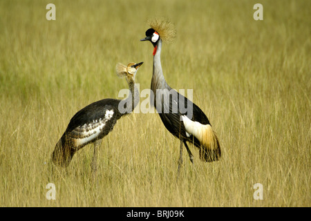 Adulto grigio (grigio) Crowned Crane con i capretti, Kenya Foto Stock