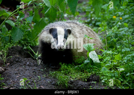 Europea (Badger Meles meles) sulla roccia nella foresta, Svezia Foto Stock