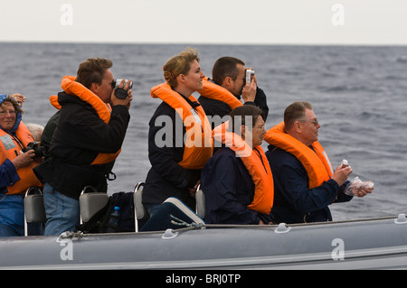 Avvistamento di delfini di balene e porpoise, San Miguel, Azzorre, Portogallo. Foto Stock