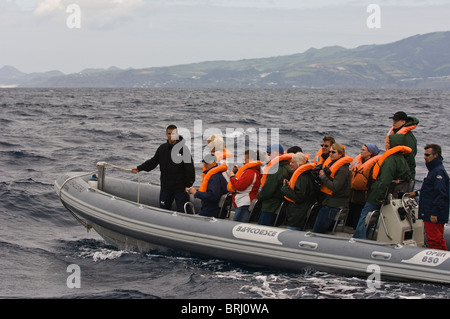 Avvistamento di delfini di balene e porpoise, San Miguel, Azzorre, Portogallo. Foto Stock