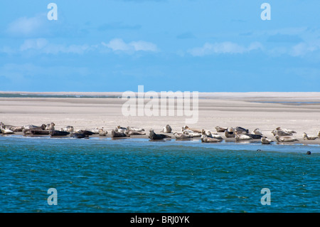 Porto / guarnizioni comune (Phoca vitulina) a prendere il sole sul sandbank, Texel, Paesi Bassi Foto Stock