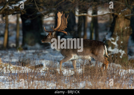 Daini cervo (Cervus dama / Dama Dama) nella foresta di neve in inverno, Danimarca Foto Stock