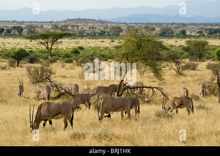 Mandria di orice dell'Africa orientale (orice comune di beisa) che pascolano, Samburu, Kenya Foto Stock