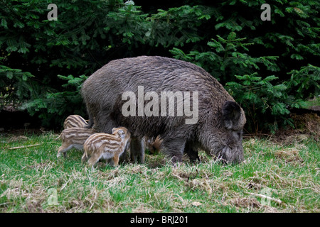 Il cinghiale (Sus scrofa) sow suinetti lattanti in primavera spring, Germania Foto Stock