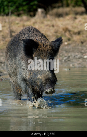 Il cinghiale (Sus scrofa) in piedi in piscina, Germania Foto Stock