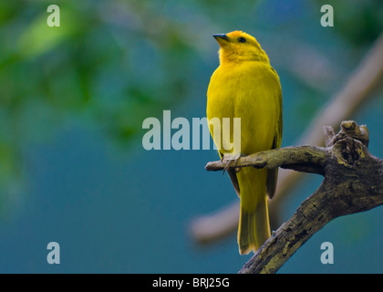 Sicalis flaveola Foto Stock
