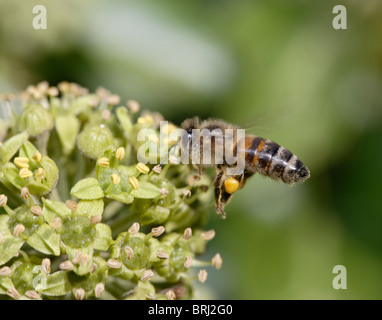 Il miele delle api ( Apis mellifera ) Pollinici Foto Stock