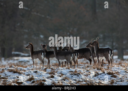 Giovane daino cervi (Cervus dama / Dama Dama) nella foresta di neve in inverno, Danimarca Foto Stock