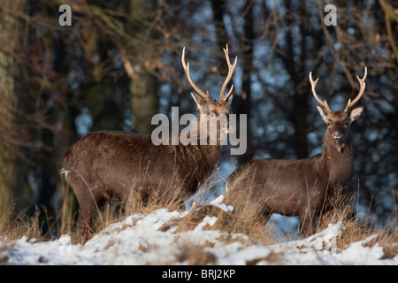 Sika cervo (Cervus nippon) cervi nella foresta di neve in inverno, Danimarca Foto Stock