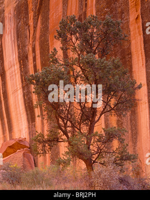 Pinyon pine cresce a fianco di minerale-colorate Pareti di pietra arenaria chiamato 'Deserto' vernice, Capitol Reef National Park nello Utah, Stati Uniti d'America Foto Stock