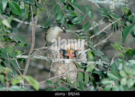 Nero-capped Vireo femmina adulta a nido. Specie in via di estinzione Foto Stock