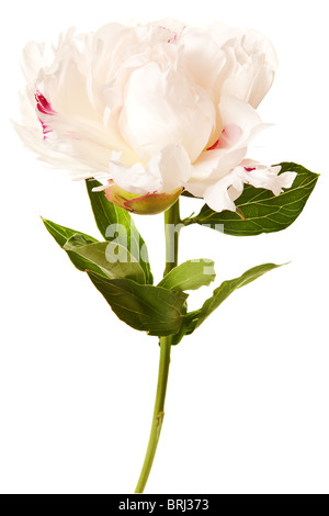 Peonia Blossom isolato su uno sfondo bianco Foto Stock
