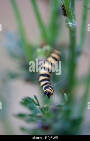 Unico il cinabro moth caterpillar su erba tossica Surrey in Inghilterra Foto Stock