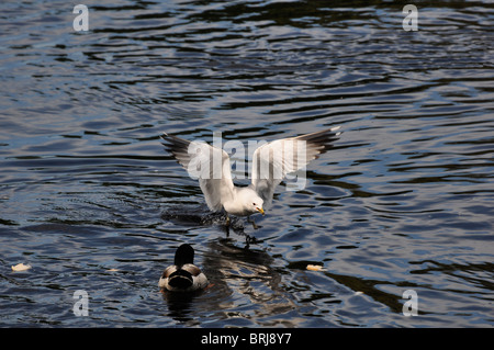 Gabbiano comune (Larus Canus) in caccia di cibo sul fiume Klarälven a Karlstad, Svezia Foto Stock