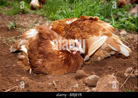 Free Range galline avente un bagno di polvere. Foto Stock