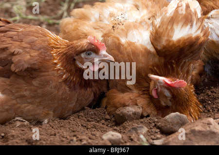 Free Range galline avente un bagno di polvere. Foto Stock