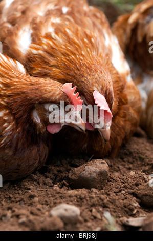 Free Range galline avente un bagno di polvere. Foto Stock