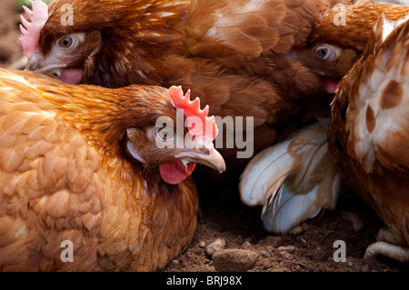 Free Range galline avente un bagno di polvere. Foto Stock