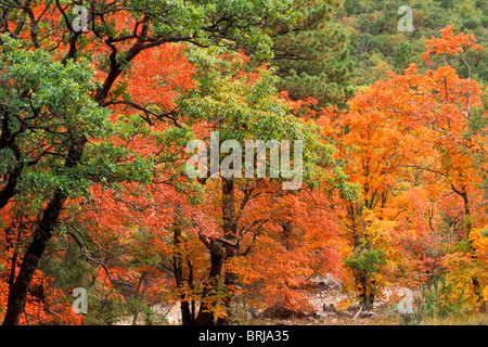 Autunno a colori, bigtooth aceri e querce chinquapin, McKittreick Canyon, il Parco Nazionale delle Montagne Guadalupe, Texas. Foto Stock